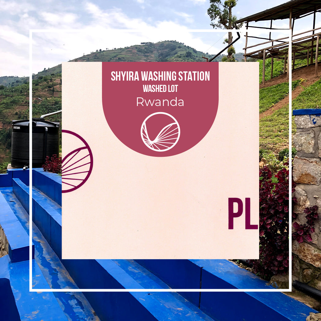 Rwanda - Shyira | Red Bourbon - Filter Roaster